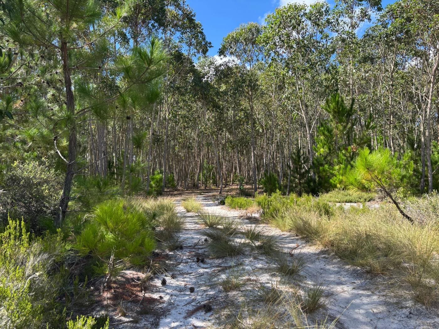 Sentier de sable clair traversant la forêt de pins et d’eucalyptus du Repos