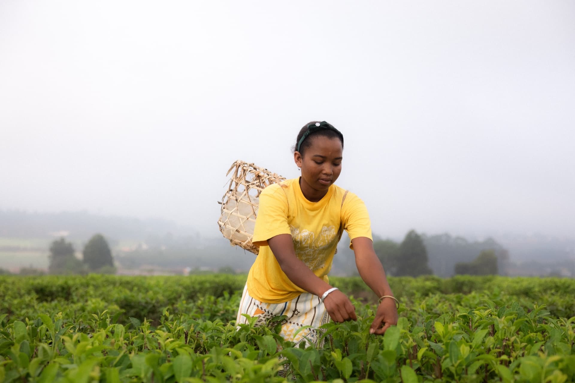 Cueilleuse récoltant les jeunes feuilles de thé à la main