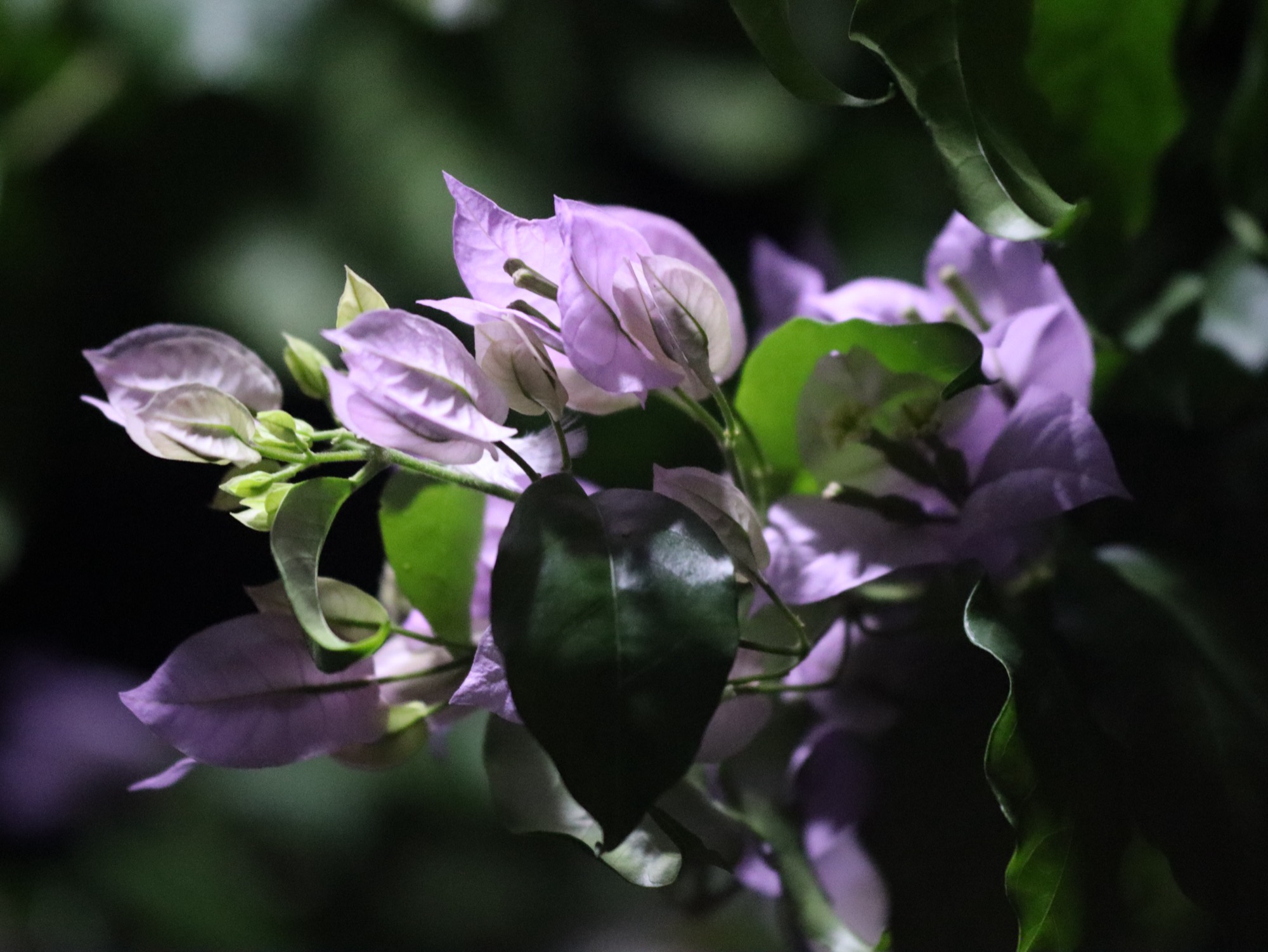 Bougainvillier violet en fleur dans le jardin