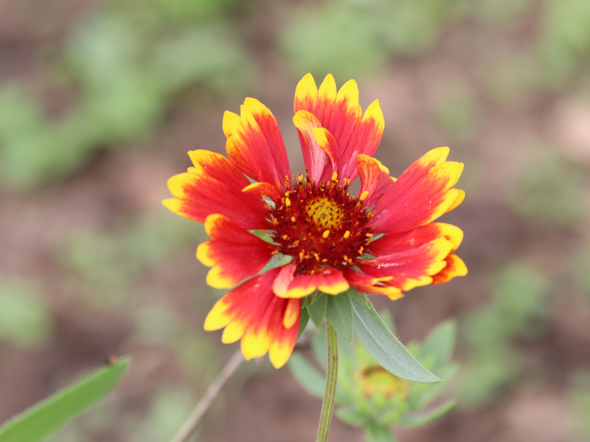 Gaillarde rouge et jaune dans les massifs du jardin