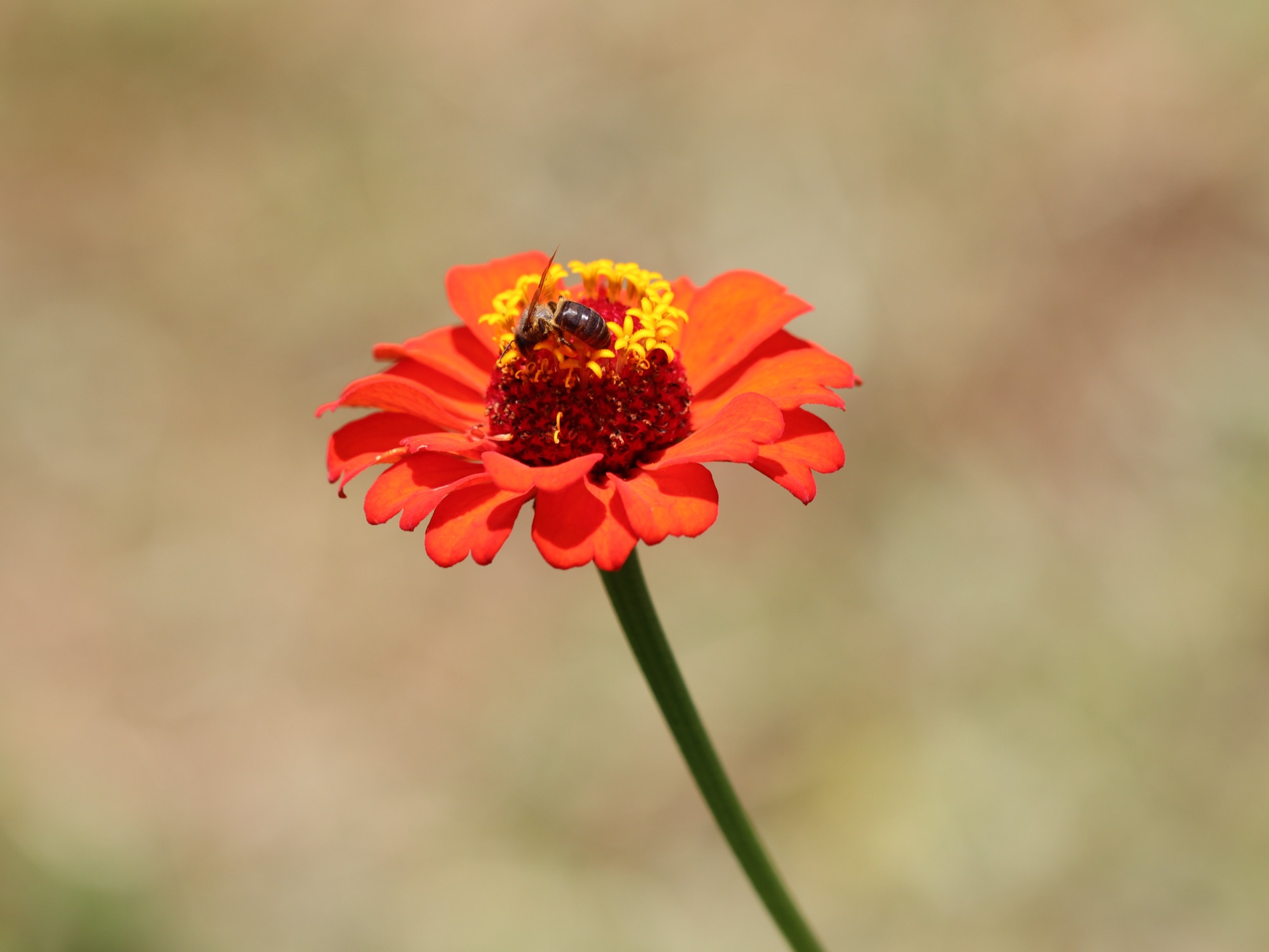 Zinnia orange visité par une abeille dans le jardin