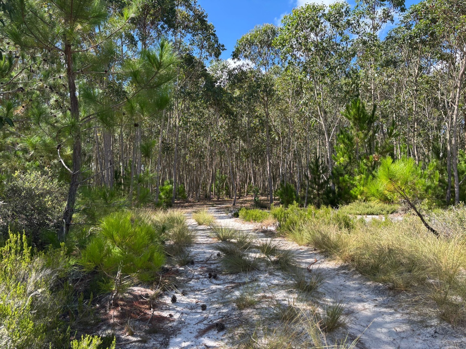 Piste sablonneuse serpentant dans la forêt qui entoure Le Repos