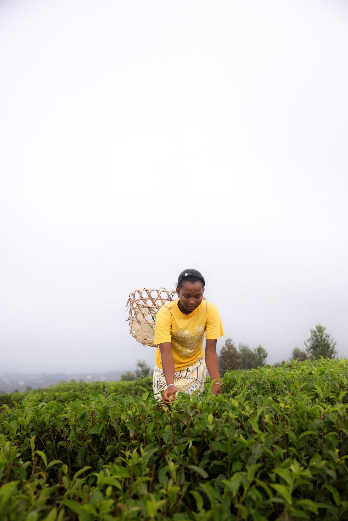 A picker with her wicker basket among the tea bushes, in the morning mist