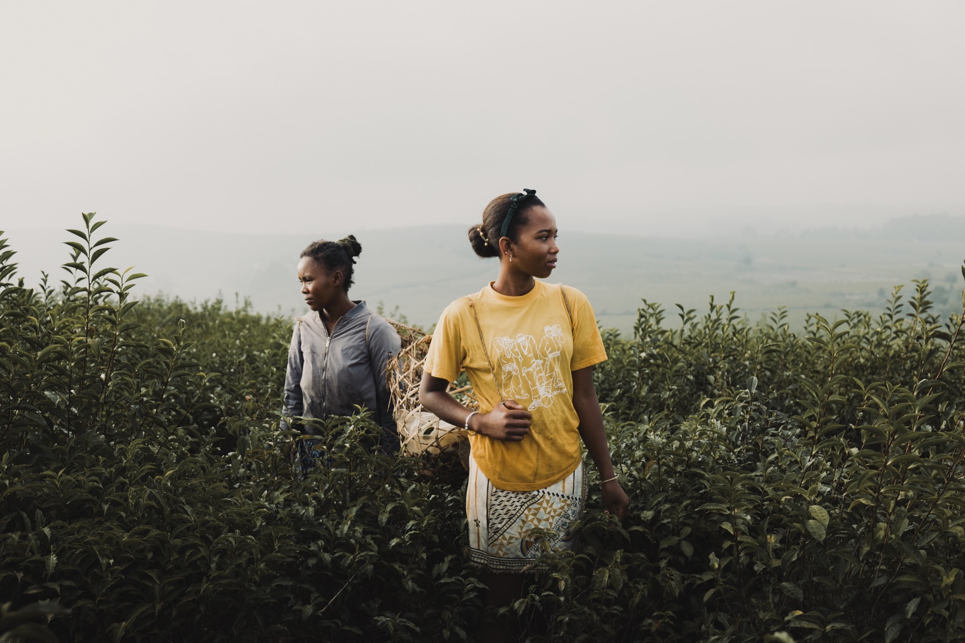 Cueilleuses de thé au travail dans la plantation de Sahambavy, lumière du matin
