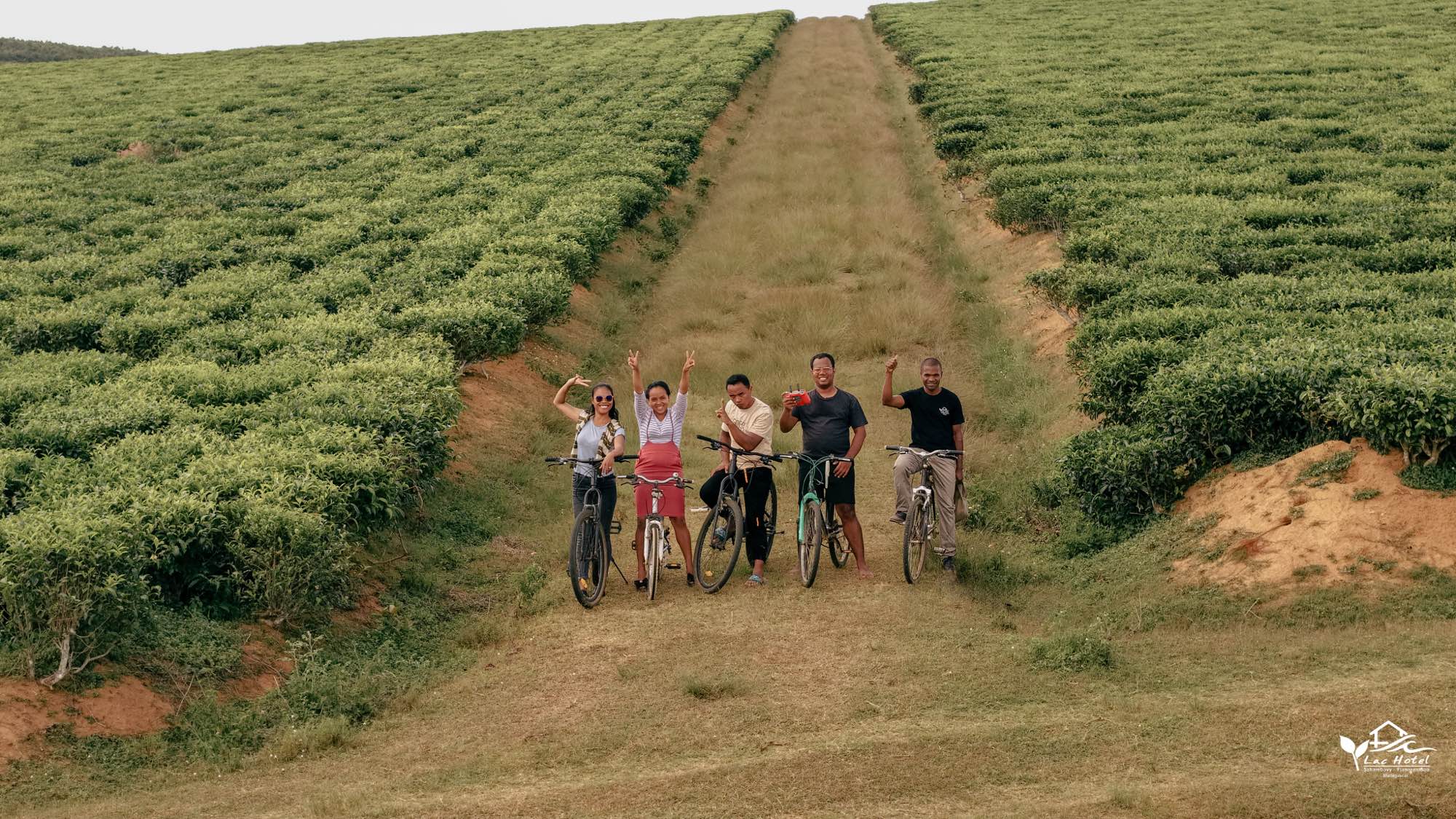 Vélos colorés le long des rangées de théiers de Sahambavy
