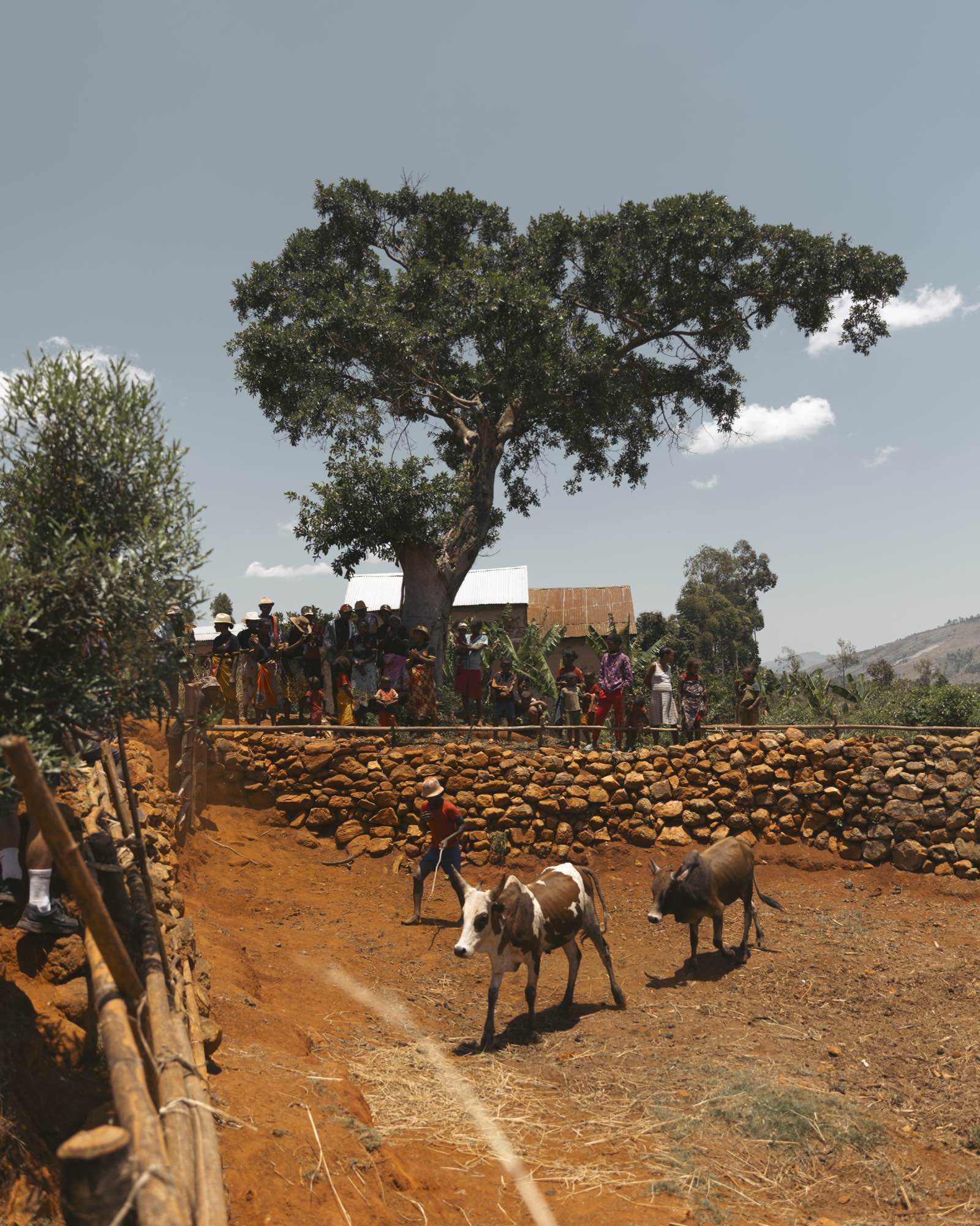 Scène de village avec zébus sous un grand arbre à Sahambavy